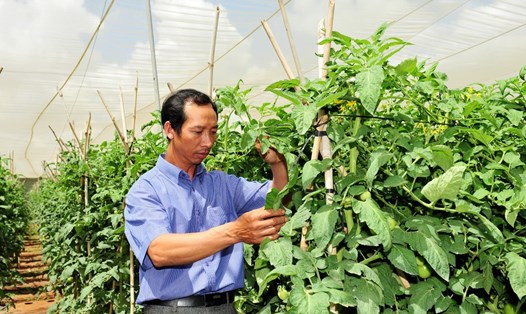 Ông Nguyễn Văn Đô, người nông dân đã có 10 năm hợp tác cùng MM Mega Market VN bên trang trại cà chua của mình - Ảnh: PV