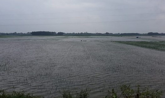 Mưa lớn kèm nước sông dâng cao khiến nhiều cánh đồng xã Tượng Sơn, huyện Nông Cống chìm trong biển nước.
