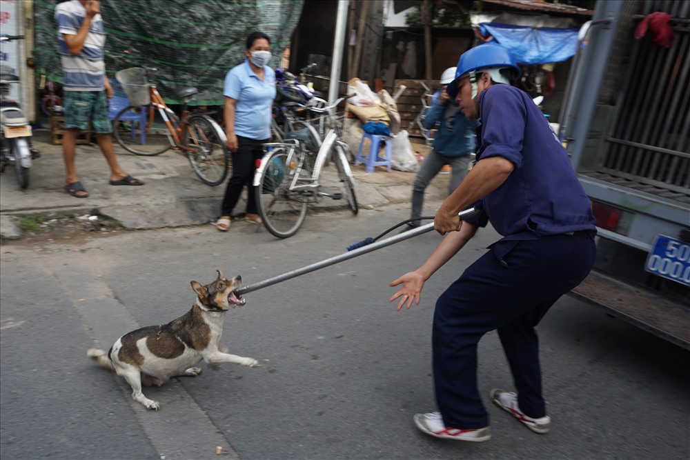Đội bắt chó thả rông ở TPHCM.  Ảnh: Minh Quân