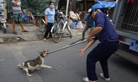 Đội bắt chó thả rông ở TPHCM.  Ảnh: Minh Quân