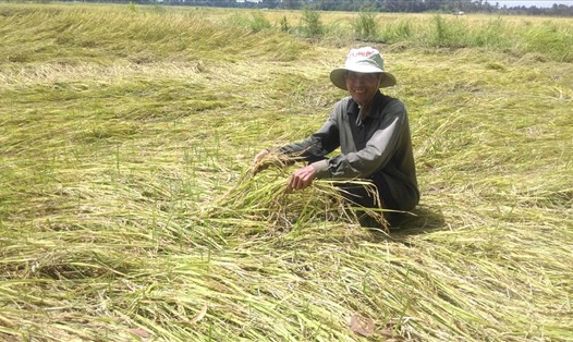 Nhiều nông dân tại Hậu Giang đang "Khóc ròng" trước diện tích lúa ngập sâu trong nước của mình