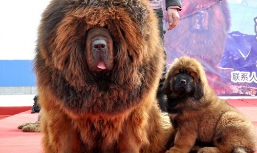 Chó Tây Tạng được xếp vào một trong những giống chó đắt giá