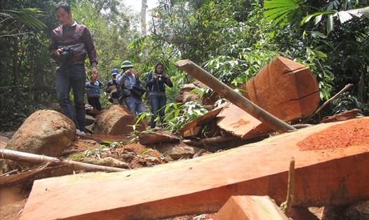 Tổng khối lượng gỗ bị lấy đi hơn 235m3.