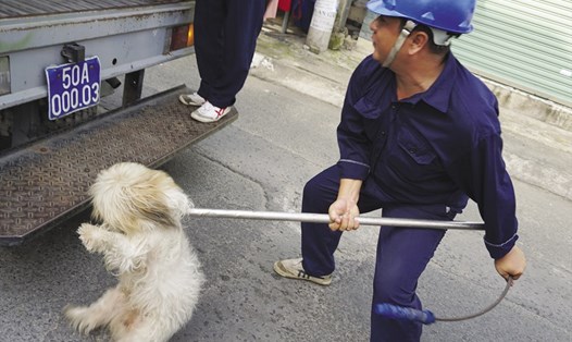 Bắt chó thả rông ngoài đường nhằm đề phòng cắn người - Ảnh: MINH QUÂN