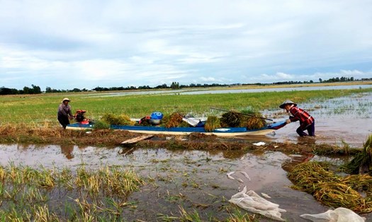 Thu hoạch lúa vùng ngoài đê bao bảo vệ lũ ở huyện An Phú. Ảnh: LT 