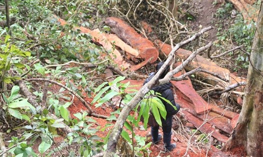 Tình trạng phá rừng phòng hộ ở huyện Hướng Hóa (Quảng Trị). Ảnh: LĐ