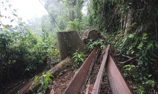 Nhiều cây gỗ lâu năm bị đốn hạ tại khu vực rừng phòng hộ Sông Kôn, huyện Đông Giang. Ảnh: Đ.V