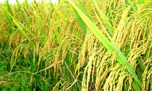 Theo Bộ NNPTNT, từ nay đến cuối năm Việt Nam còn thu hoạch 2-3 vụ lúa, đạt 23,3 triệu tấn, nâng sản lượng lúa cả năm lên 43,9 triệu tấn.

Ảnh minh họa 

