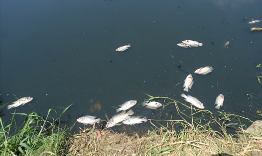 Cá chết tại hồ E1, phường Hòa Xuân, quận Cẩm Lệ, Đà Nẵng vào sáng ngày 1.8