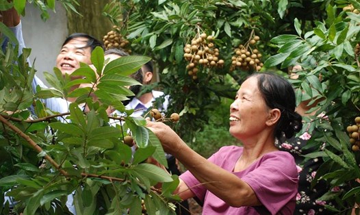 Bộ trưởng Bộ NN&PTNT Nguyễn Xuân Cường về Hưng Yên kiểm tra tiêu thụ nhãn. Thông tin người trồng dùng lưu huỳnh để "xông" để "kích mã" và bảo quản là hoàn toàn bịa đặt. Ảnh: Khương Lực