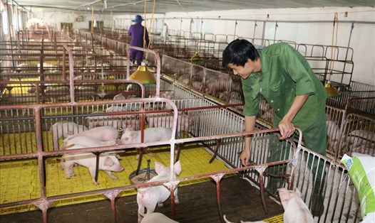 Trang trại lợn quy mô lớn của vợ chồng Hoan-Nhâm tại vùng biên giới đã giải quyết việc làm thường xuyên cho 30 lao động. Ảnh: VĂN LÊ