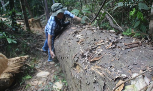 Vụ phá rừng nghiêm trọng tại huyện An Lão mà Thủ tướng Chính phủ đã chỉ đạo điều tra. Ảnh: X.NH