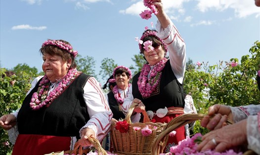 Phụ nữ mặc trang phục dân gian Bungari truyền thống chọn hoa hồng ở những cánh đồng gần Buzovgrad trong lễ hội hàng năm.