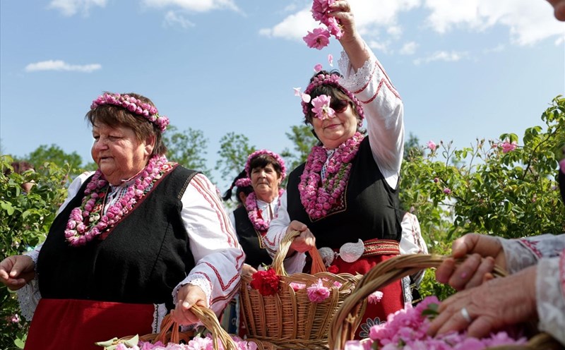 Phụ nữ mặc trang phục dân gian Bungari truyền thống chọn hoa hồng ở những cánh đồng gần Buzovgrad trong lễ hội hàng năm.