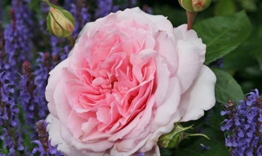 Loài hồng Alaxandra Princess de luxembourg  xuất xứ từ Đức. Ảnh: Rose Park