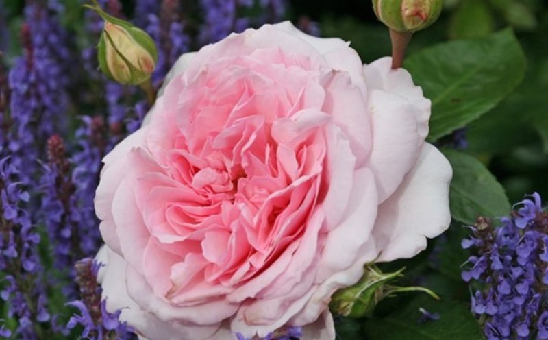 Loài hồng Alaxandra Princess de luxembourg  xuất xứ từ Đức. Ảnh: Rose Park