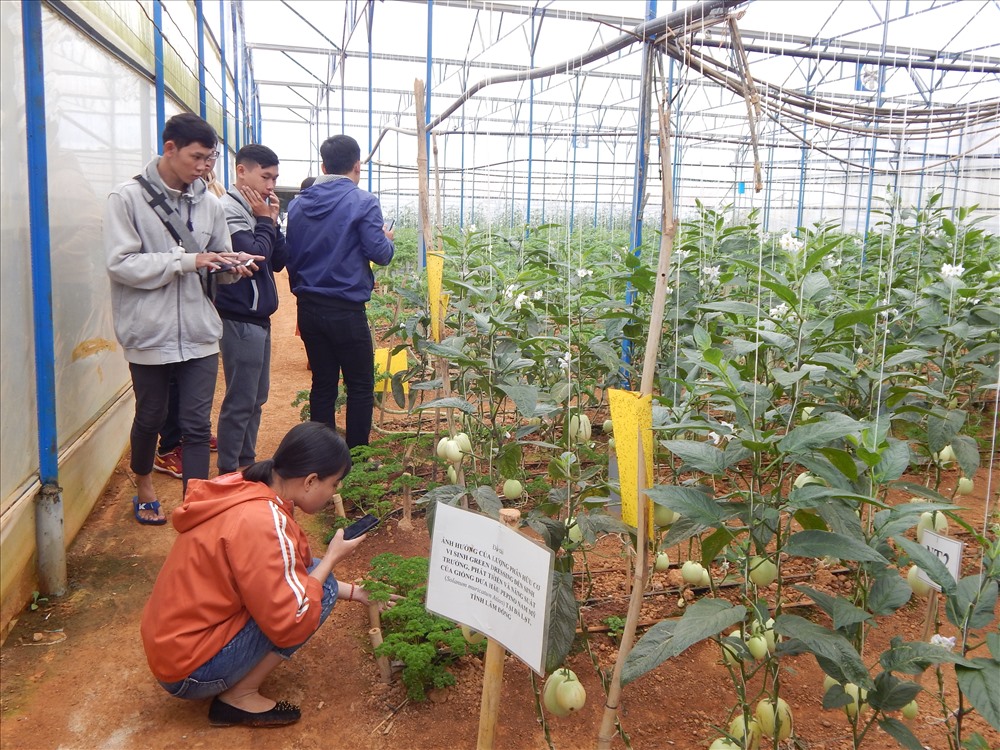 Định Farm là một trong những địa điểm tham quan miễn phí ở Đà Lạt. Ảnh Hoàng Tỷ