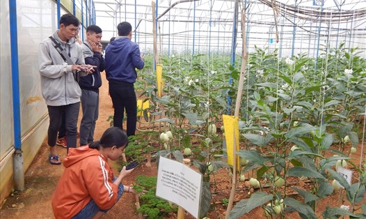 Định Farm là một trong những địa điểm tham quan miễn phí ở Đà Lạt. Ảnh Hoàng Tỷ