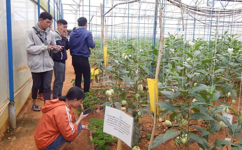 Định Farm là một trong những địa điểm tham quan miễn phí ở Đà Lạt. Ảnh Hoàng Tỷ