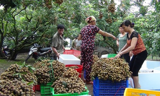 Người dân xã Hồng Nam thu hoạch nhãn