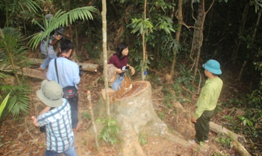 Phó Chủ tịch UBND tỉnh Bình Định đã có ý kiến chỉ đạo về vụ cưa hạ 23 cây gỗ dổi lâu năm. Ảnh: X.N