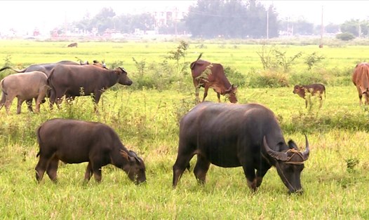 Cơ quan chức năng kết luận việc thu "phí đồng cỏ" khi người dân nuôi trâu, bò là sai quy định. Ảnh: Lê Phi Long
