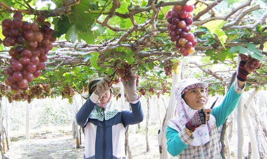 Người dân vùng biển thôn Thái An, xã Vĩnh Hải chăm sóc vườn nho đỏ để phát triển du lịch vườn.