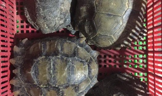 Các cá thể rùa được phát hiện ở trang trại bà Kim Cương.