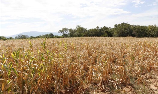 Nhiều vùng trồng ngô của đồng bào Raglai xã Phước Hòa, huyện Bác Ái, tỉnh Ninh Thuận bị chết vì thiếu nước.