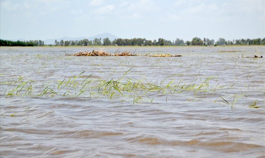Cây lúa mùa nổi ở huyện Tri Tôn đã chìm trong là nước lũ về sớm và lên nhanh. Ảnh: Lục Tùng