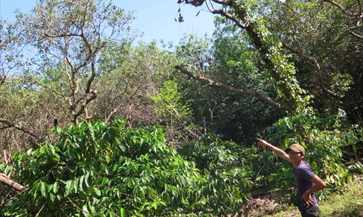 Nông dân Hoàng Văn Thanh (ngụ thôn 9, xã Thống Nhất, huyện Bù Đăng) chỉ lên một trong nhiều cây điều đang bị thuốc trừ sâu khiến cho rụng bông, rụng trái. Ảnh: C.H