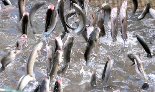 Cồn Sơn nổi lên thành điểm đến thu hút du khách khi thông tin về đàn cá lóc biết bay được các phương tiện truyền thông đăng tải. 