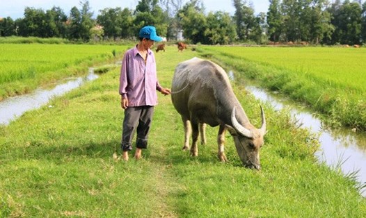 Trâu, bò người dân xã An Ninh muốn ra đồng phải đóng phí. Ảnh: NLĐ.