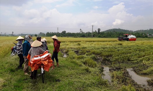Chiếc máy gặt duy nhất tại thôn Quang Trung này được "bảo kê" nên "chém" giá cao, nông dân phải "cắn răng" chấp nhận. Ảnh: Trần Tuấn