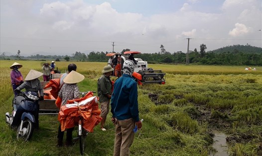 Chiếc máy gặt duy nhất tại thôn Quang Trung lấy giá gặt rất cao nhưng người dân phải chấp nhận vì không còn lựa chọn nào khác. Ảnh: Trần Tuấn
