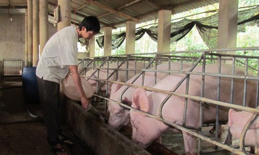 Thịt lợn ở Việt Nam dư thừa, có thời điểm rớt giá thảm hại khiến người chăn nuôi lao đao.