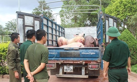 Lực lượng chức năng tỉnh Quảng Ninh bắt giữ một vụ vận chuyển lậu lợn vào Việt Nam. Ảnh: A.C
