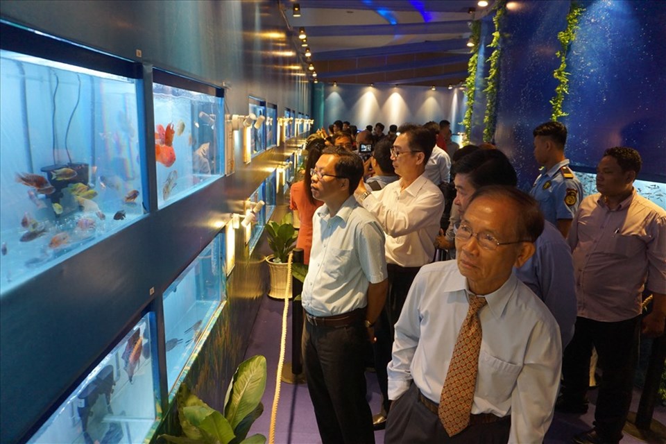 Người Sài Gòn đổ xô đi xem cá cảnh độc, lạ Người Sài Gòn đổ xô đi xem cá cảnh độc, lạ