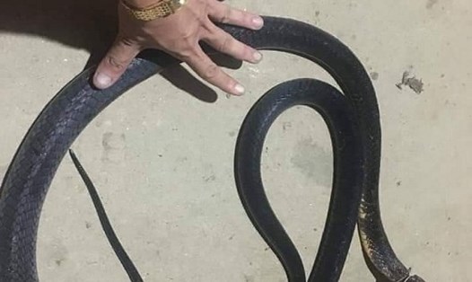 Con rắn có chiều dài 3m tấn công người đàn ông tử vong