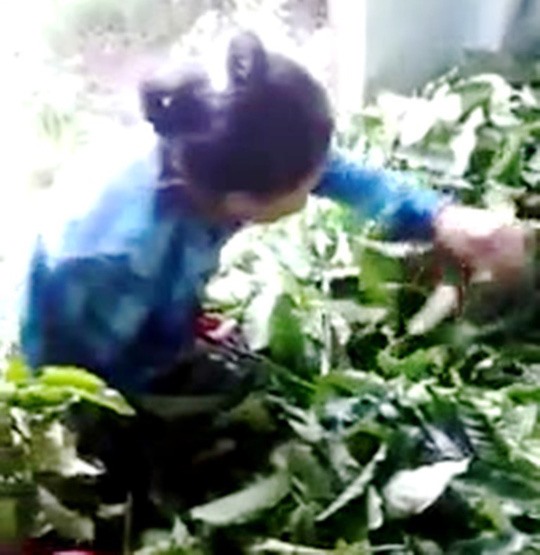 Tung tin mua lá cà phê tươi gây xôn xao dư luận (Ảnh:cắt từ clip)