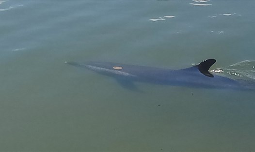 Con cá heo bơi lạc vào sông Hói Lăng, xã Cẩm Thanh, TP .Hội An. (Ảnh: Nguyễn Thế Hùng) 