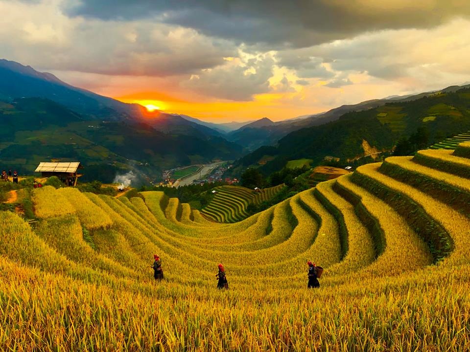 Mùa vàng ở Sán Nhù, Mù Cang Chải. Ảnh: Hải Nguyên