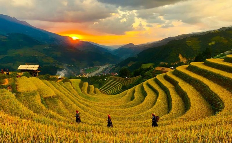 Mùa vàng ở Sán Nhù, Mù Cang Chải. Ảnh: Hải Nguyên