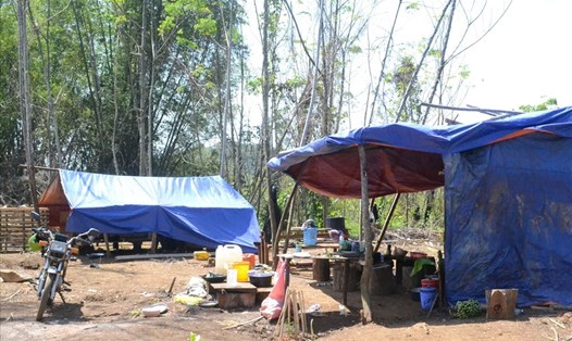 Các đối tượng phá rừng tại khu vực thuộc lâm phần quản lý của Cty Lâm nghiệp Quảng Sơn.