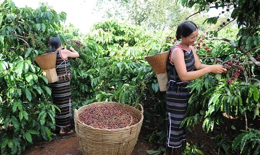 Với dự án NESCAFÉ Plan người nông dân trồng cà phê đã tăng hơn 20% sản lượng cà phê thu hoạch nhờ đó tăng thu nhập lên 30%.