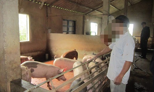 Một mô hình trang trại chăn nuôi lợn của người dân xã Triệu Độ. Ảnh: HT.