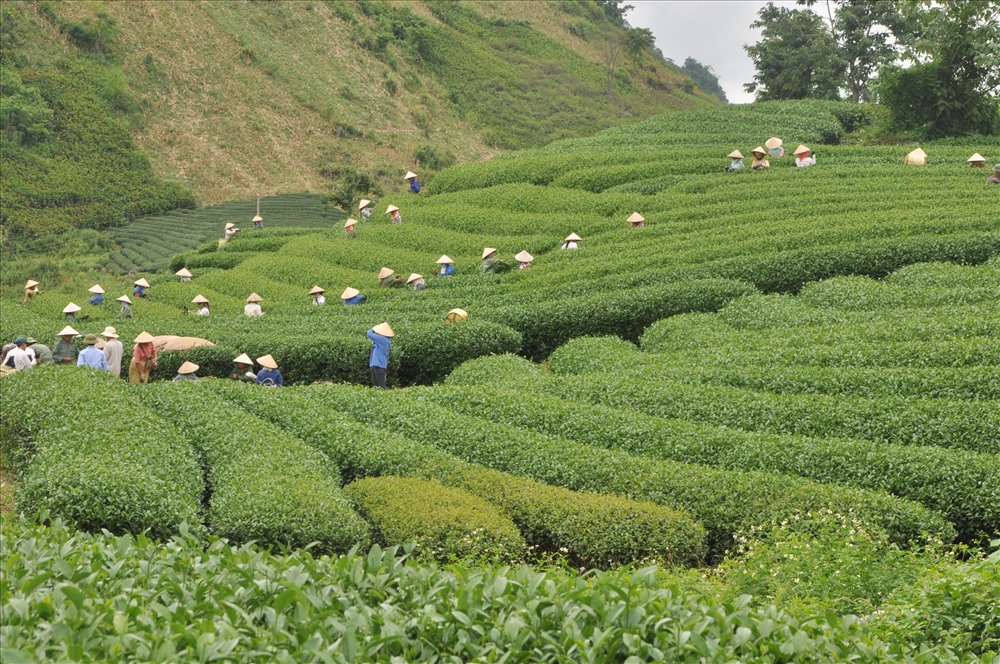 Bát ngát thảo nguyên chè Mộc Châu. Ảnh: Thanh Hải