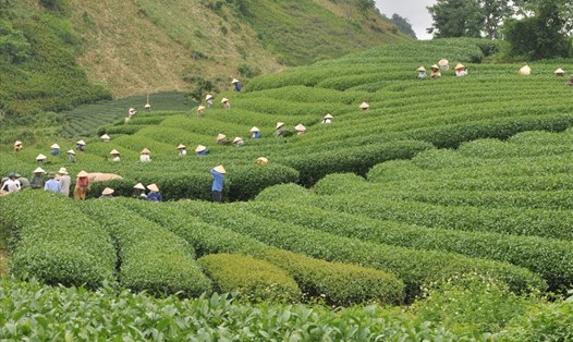 Bát ngát thảo nguyên chè Mộc Châu. Ảnh: Thanh Hải
