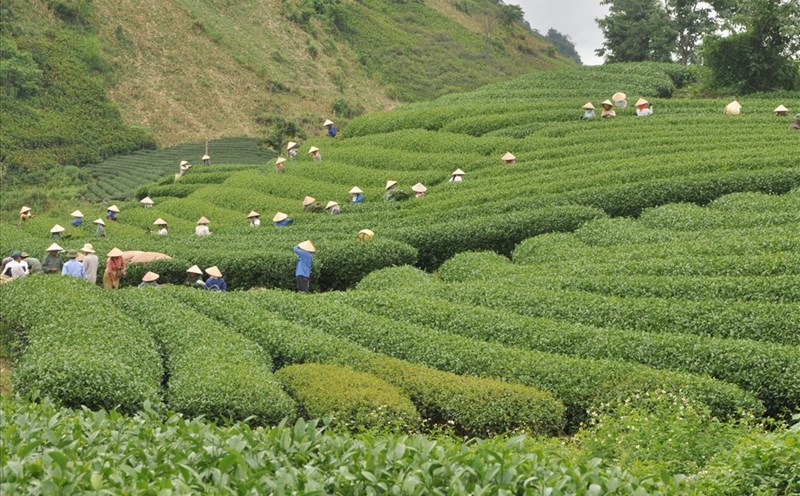 Bát ngát thảo nguyên chè Mộc Châu. Ảnh: Thanh Hải
