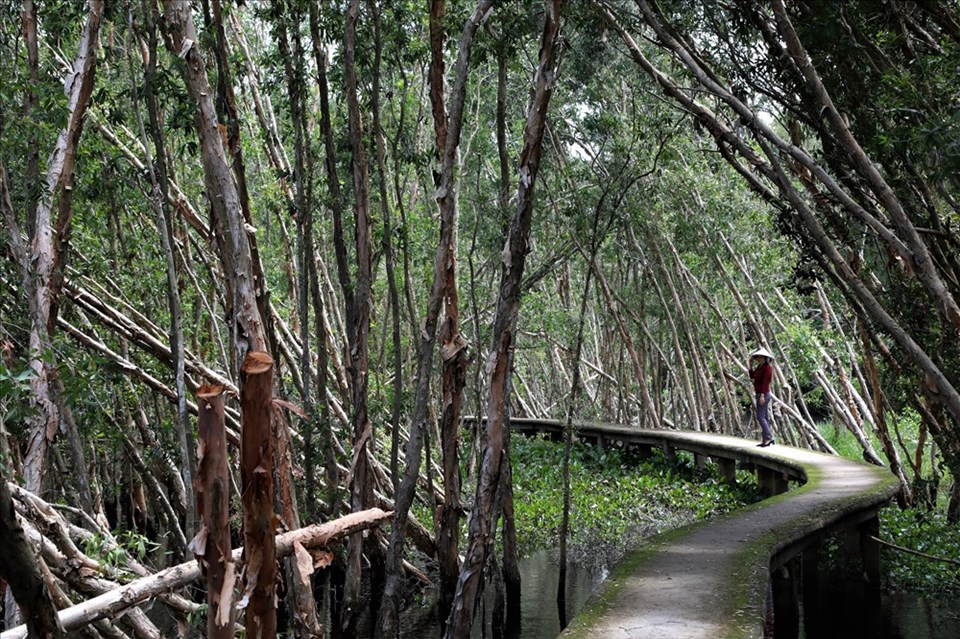 Cung đường dài 5km xuyên rừng tràm trong KDL Làng nổi Tân Lập đang là địa điểm thu hút nhiều du khách. Ảnh: Trường Sơn.